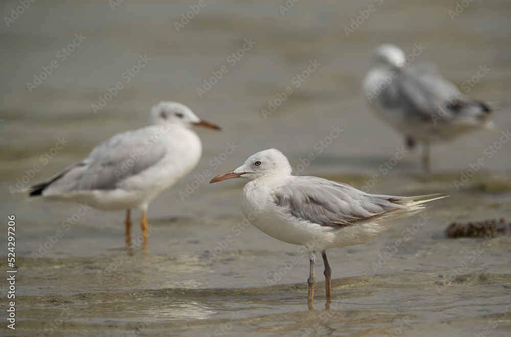 Slender-billed gulls at Busaiteen coast, Bahrain Slender-billed gulls at Busaiteen coast, Bahrain