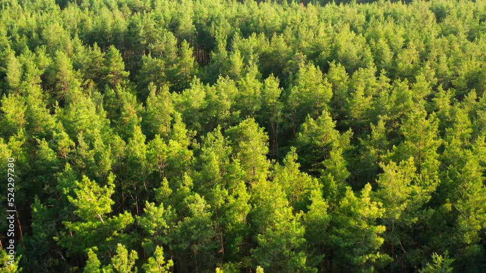 Forest morning sun rays light jungle green grass nature wood outdoor Forest morning sun rays light jungle green grass nature wood outdoor