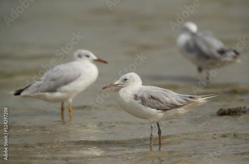 Slender-billed gulls at Busaiteen coast, Bahrain