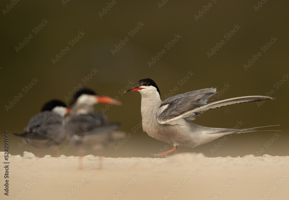 White-cheeked Tern ready to takeoff at Sanad coast, Bahrain White-cheeked Tern ready to takeoff at Sanad coast, Bahrain
