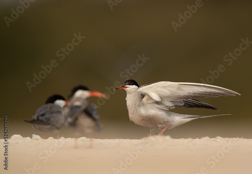 White-cheeked Tern ready to fly at Sanad coast, Bahrain