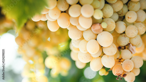 Bunches of white grapes on the vine
