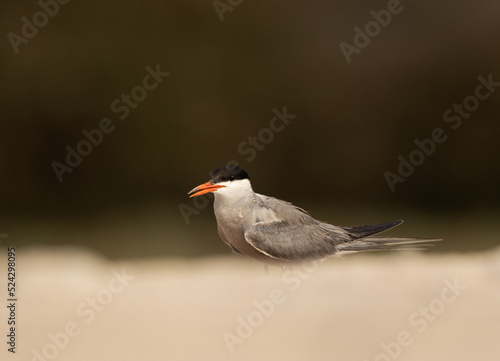 Portrait of a White-cheeked Tern at Sanad coast, Bahrain © Dr Ajay Kumar Singh
