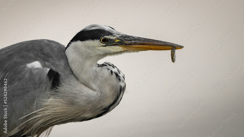 Graureiher (Ardea cinerea) mit Fisch, Nahaufnahme Graureiher (Ardea cinerea) mit Fisch, Nahaufnahme