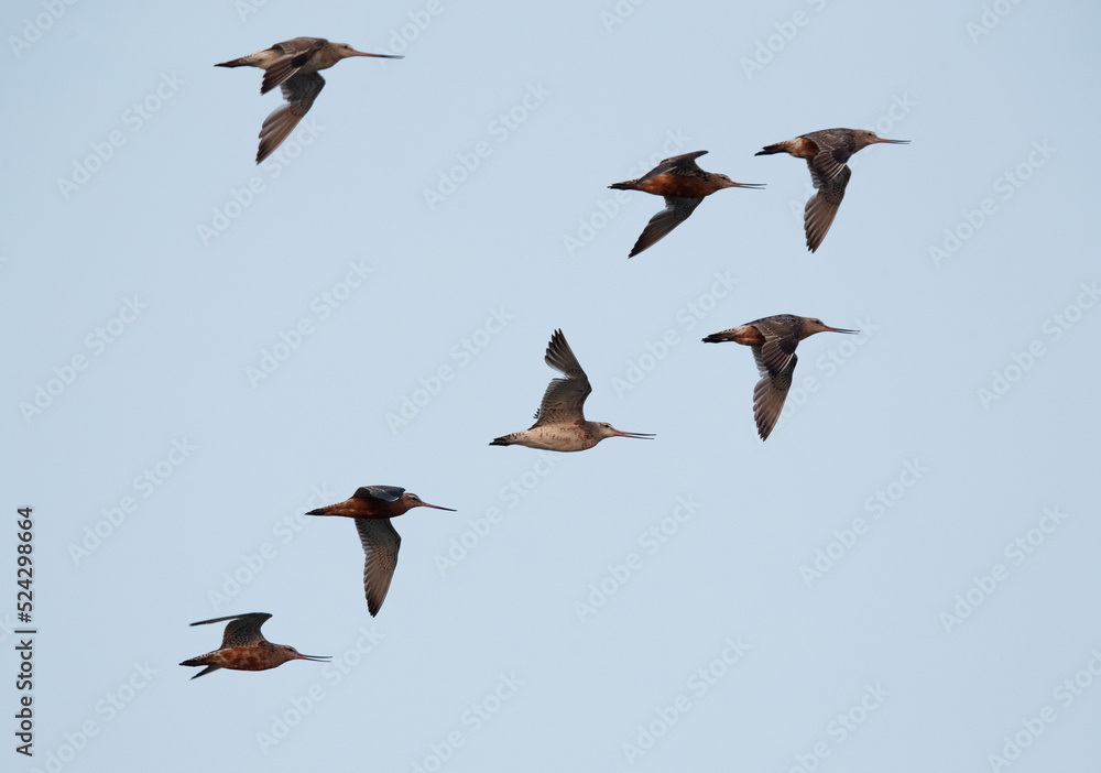 Bar-tailed Godwits flying at Maameer coast, Bahrain Bar-tailed Godwits flying at Maameer coast, Bahrain