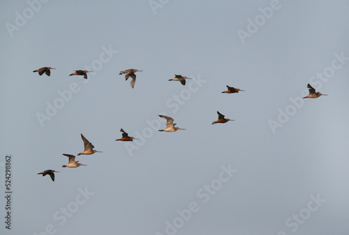 A flock of Bar-tailed Godwits flying at Maameer coast, Bahrain