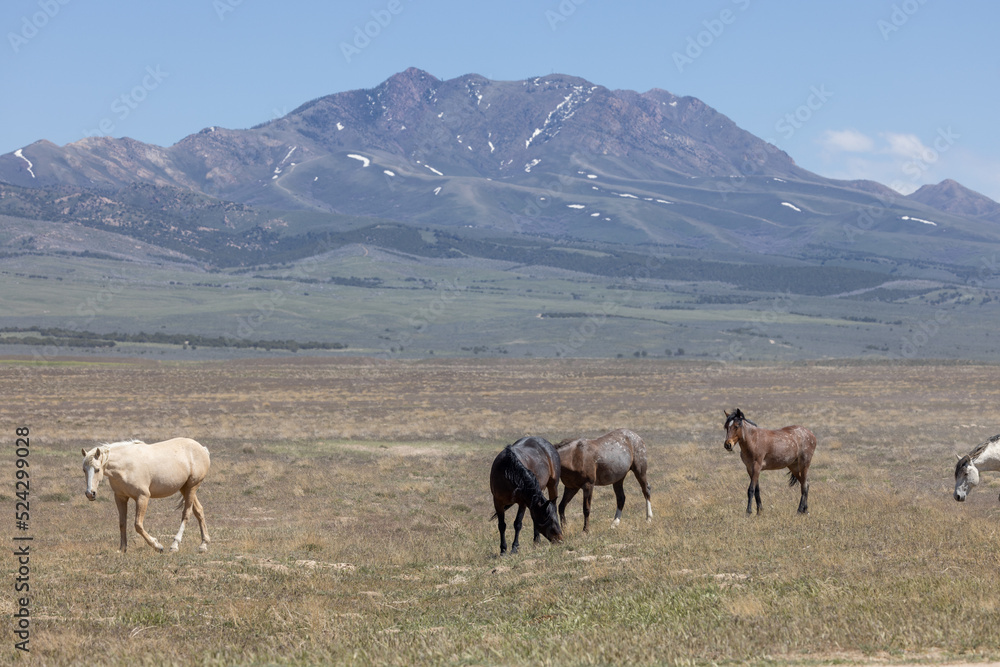 Fototapeta premium Wild Horses in Springtime in the Utah Desert