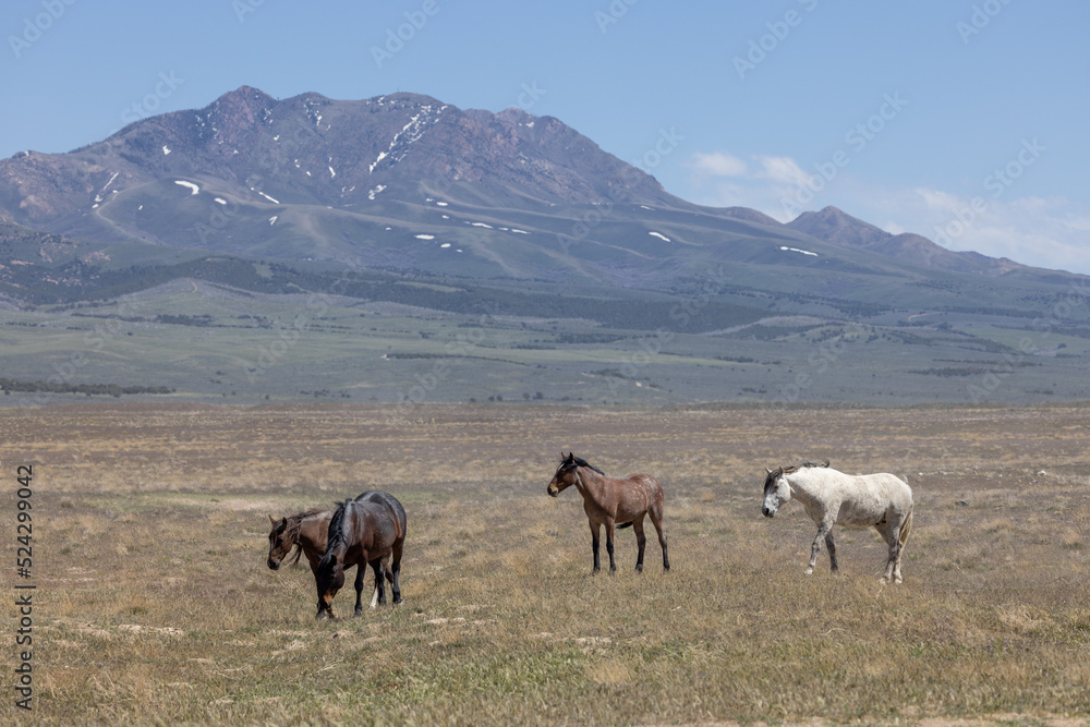 Wild Horses in Springtime in the Utah Desert