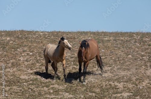 Wild Horses in Springtime in the Utah Desert