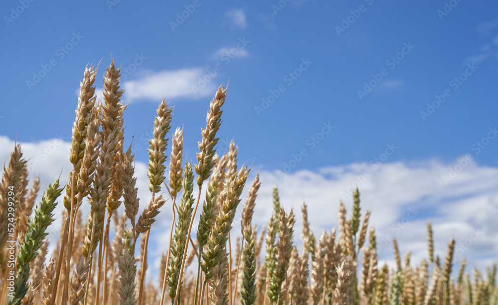 Ripe ears of wheat against a blue sky in Russia Ripe ears of wheat against a blue sky in Russia