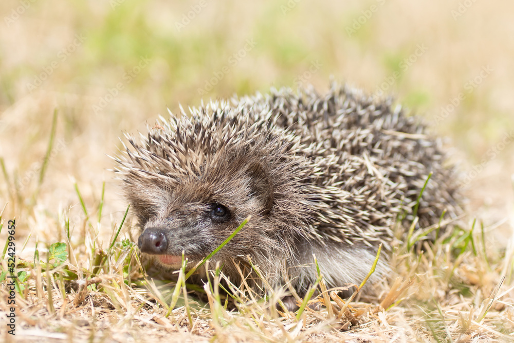 Fototapeta premium hedgehog on the grass...
