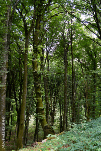 Bosco di faggi, Faggeta del monte Cimino, Lazio, italia