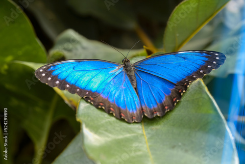 Sky butterfly, Morpho peleides, blue butterfly from Central America on a green leaf