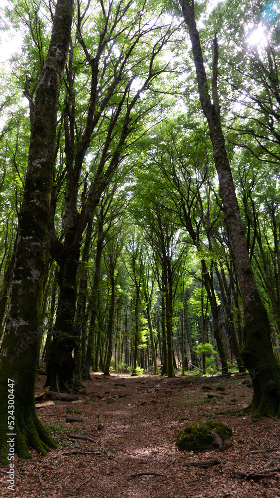 Bosco di faggi, Faggeta del monte Cimino, Lazio, italia Bosco di faggi, Faggeta del monte Cimino, Lazio, italia