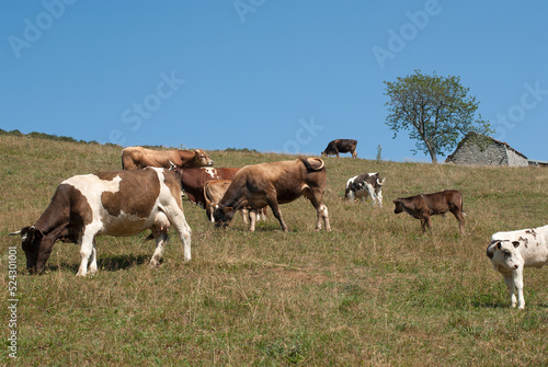 mucche al pascolo negli alpeggi di montagna photo