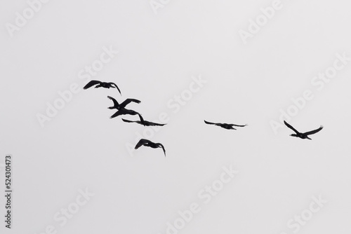 Flock of cormorants in flight