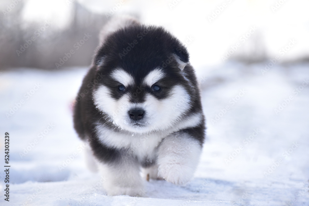 Alaskan Malamute puppy in winter