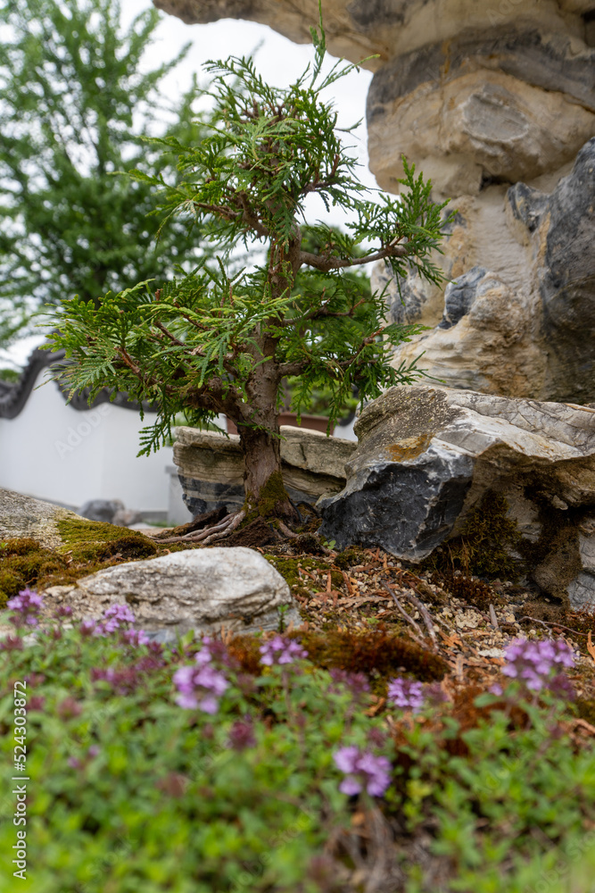 Foto de Penjing, also known as penzai, ancient Chinese art of depicting