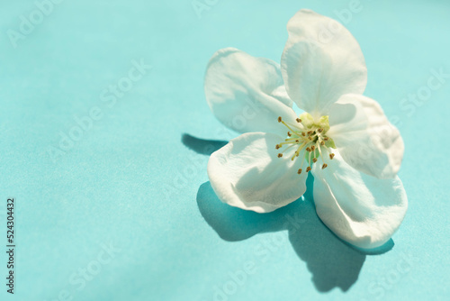 Apple tree white big flower on sunny blue table