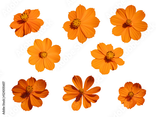 set of orange color flowers isolated on white background