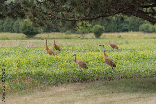 Sandhill Cranes Gather In The Field To Eat