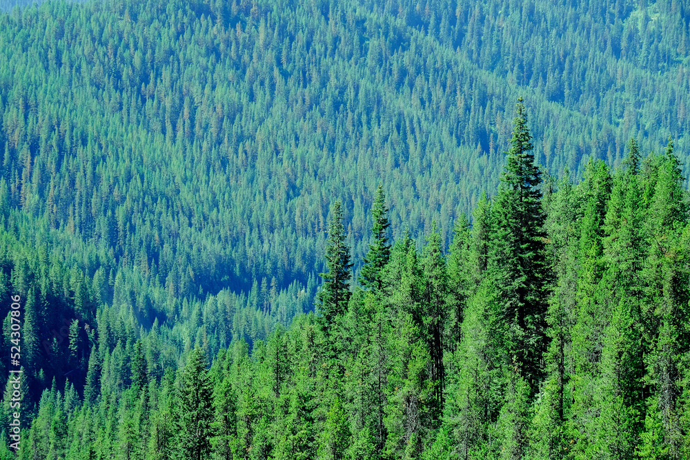 Lush green forest of pine trees in the mountains wilderness environemental