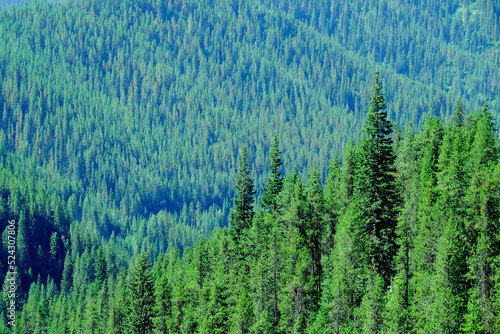 Lush green forest of pine trees in the mountains wilderness environemental