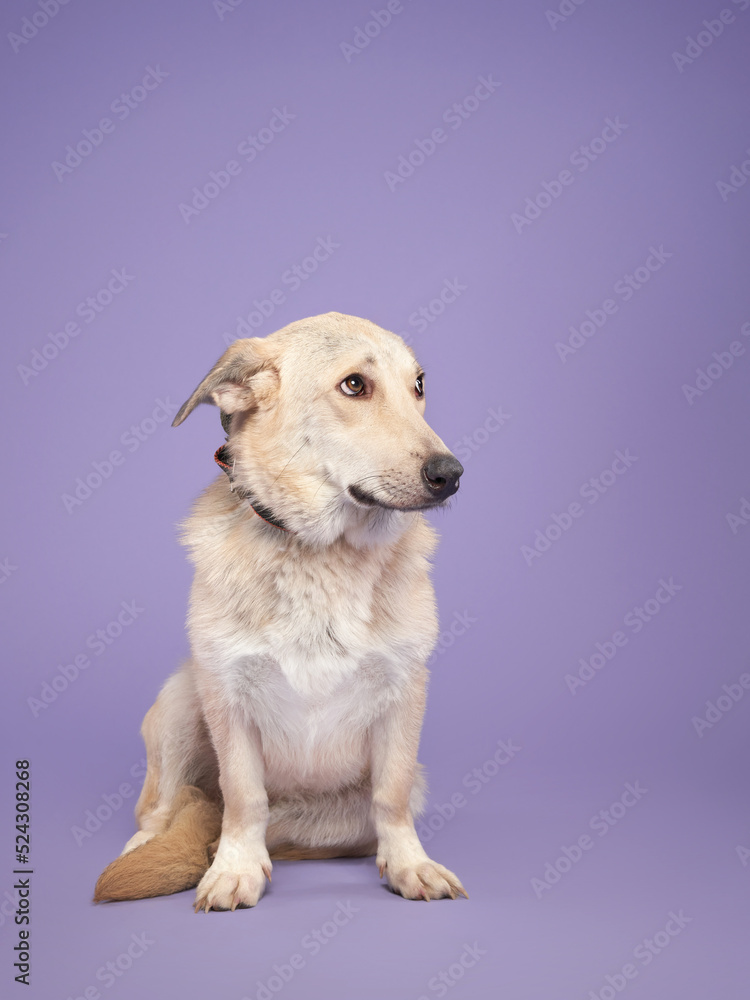 portrait of a beautiful dog lilac background. Mix of breeds. Happy Pet in the studio