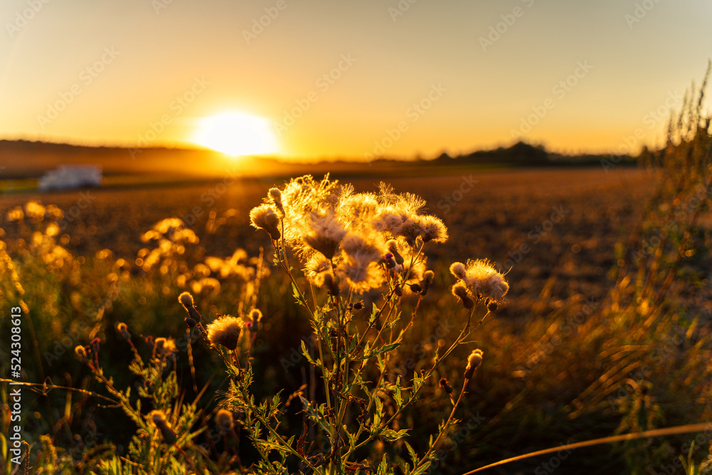 sunset in the field