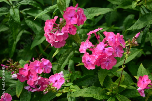 pink flowers in the garden