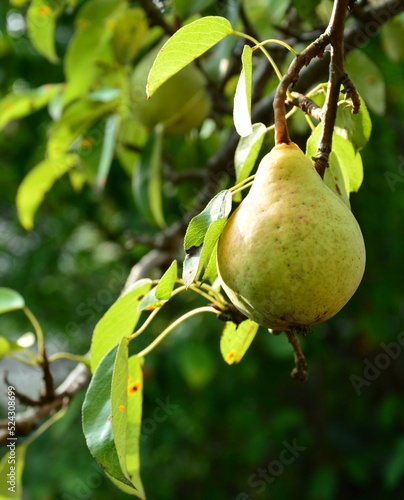 pear on a branch