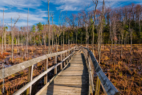 Carta da parati Bridge Leading the Marsh, Calvert Cliffs State Park, Maryland, USA, Maryland