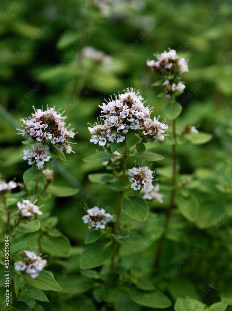 mint herb with lila flowers in the garden mint herb with lila flowers in the garden