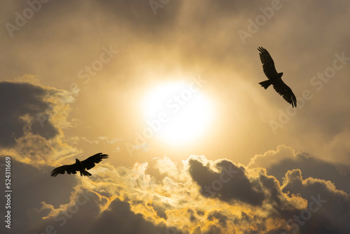 Silhouettes of pair soaring eagles against the backdrop of the bright golden sun and cumulus clouds at sunset. A couple of birds are circling in the sky © Вера Тихонова