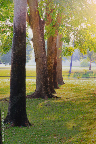trees in the park with warm light in morning.