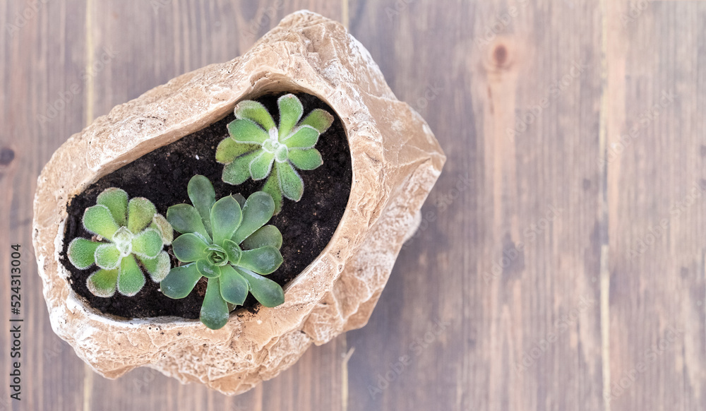 Three succulents in a stone planter on a wooden floor, top view Three succulents in a stone planter on a wooden floor, top view