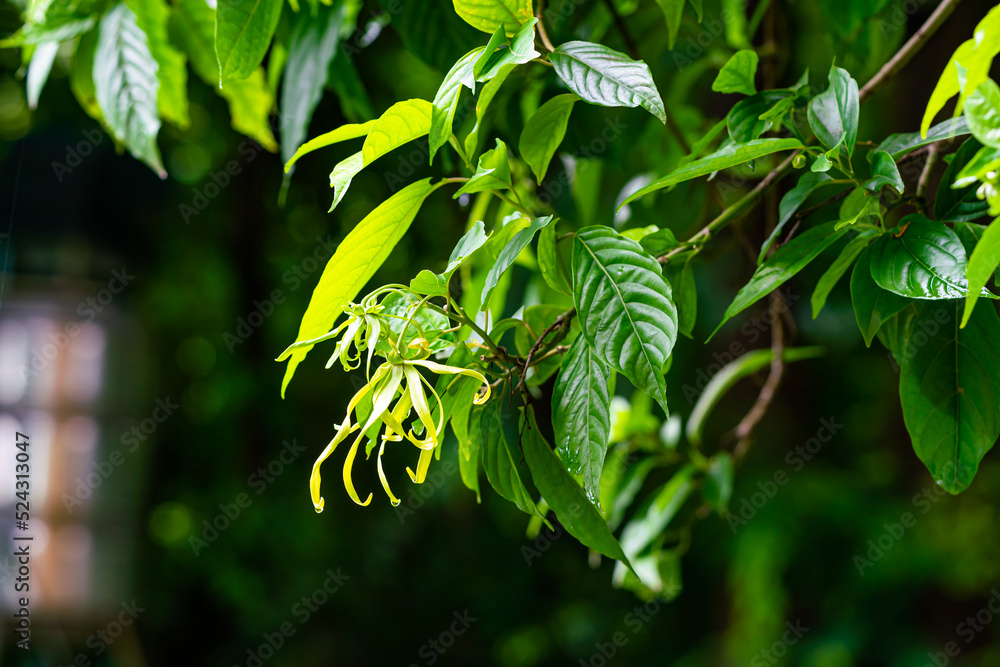 Blooming ylang-ylang flower hanging in a tree with drops of rain water and wet green leaves. Ylang-ylang or cananga tree is queen of perfume. Blooming ylang-ylang flower hanging in a tree with drops of rain water and wet green leaves. Ylang-ylang or cananga tree is queen of perfume.