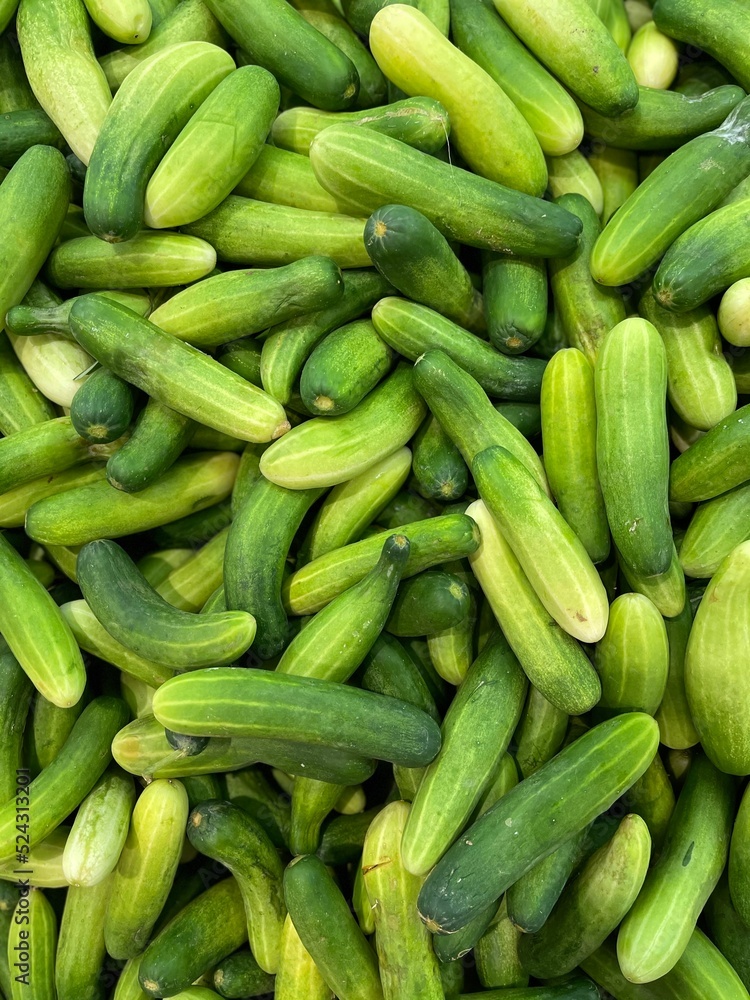 tons of fresh organic cucumber which is vegetable containing lots of vitamins. One of healthy food for who do diet plan. tons of fresh organic cucumber which is vegetable containing lots of vitamins. One of healthy food for who do diet plan.