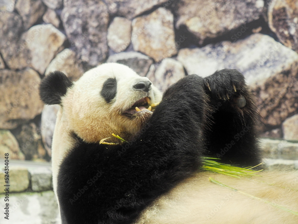 Obraz premium パンダ