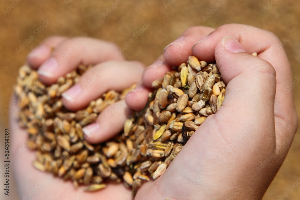 Ripe wheat grains in the kid hands closeup. Bread prodiction in agribusiness Ripe wheat grains in the kid hands closeup. Bread prodiction in agribusiness