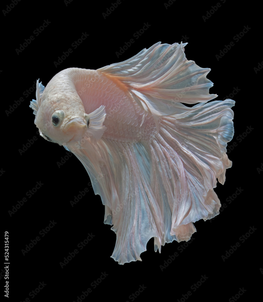 Plakad. Thai Fighting fish isolated on black. Plakad. Thai Fighting fish isolated on black.
