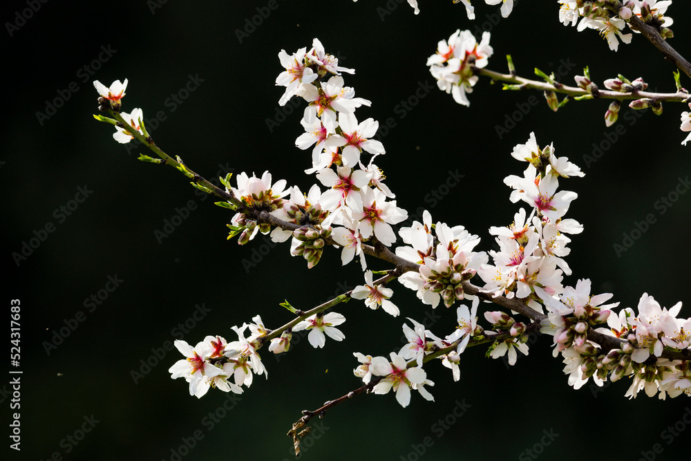 almendo en flor, Randa, municipio de Algaida, Mallorca, balearic islands, spain, europe almendo en flor, Randa, municipio de Algaida, Mallorca, balearic islands, spain, europe