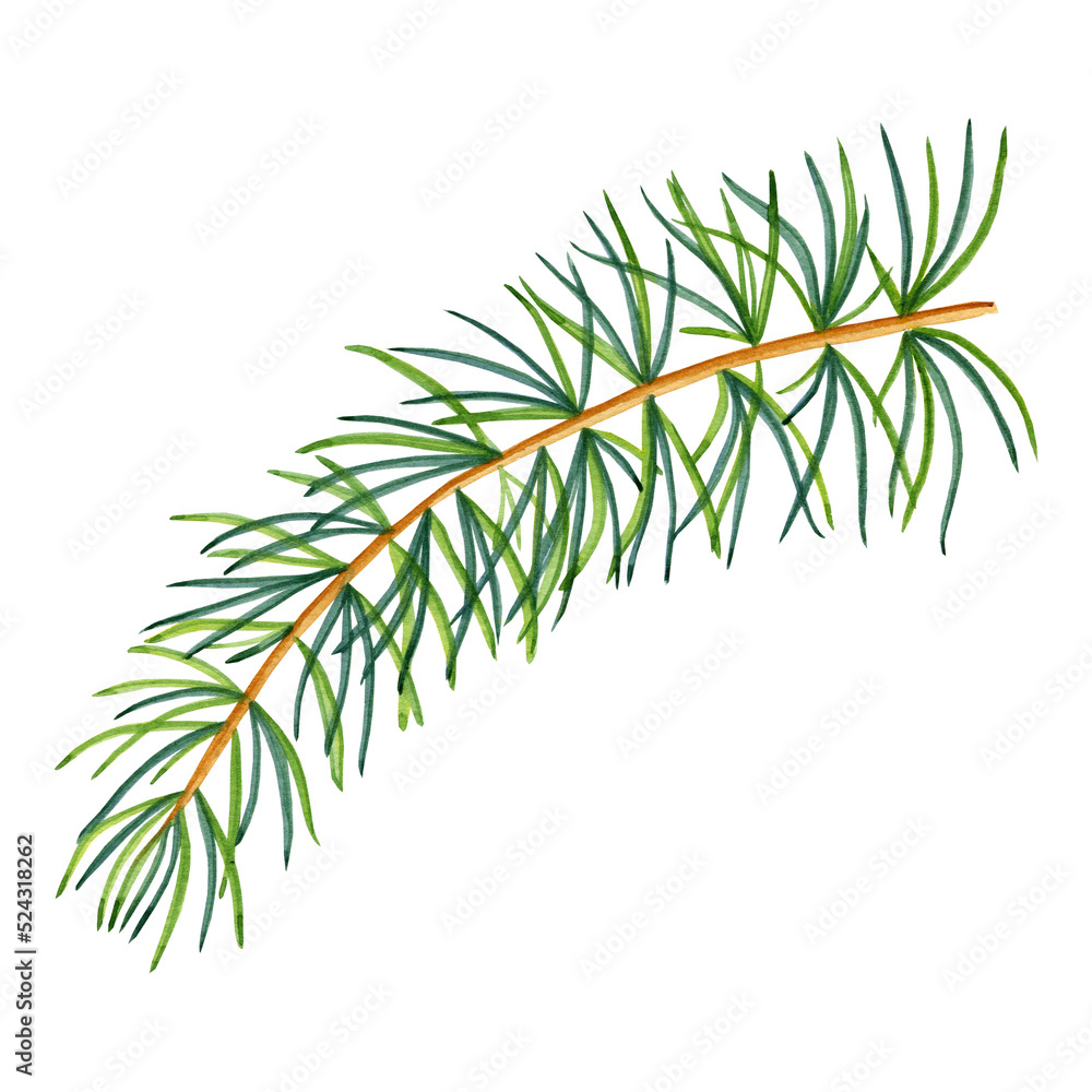 Fototapeta premium Christmas tree branch watercolor. Hand drawn realistic sprig of a coniferous plant on an isolated background. For postcards for the New Year and invitations.