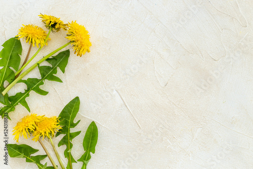 Meadow herbs floral background with yellow dandelions blossoms