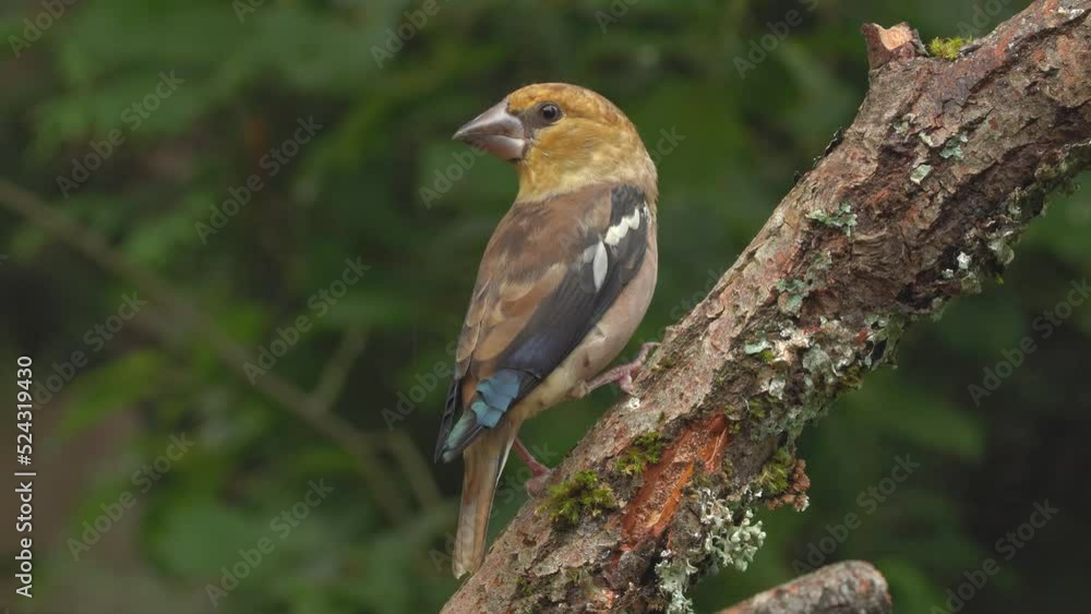 hawfinch juvenile bird perced branch front view turn natural world norway hawfinch juvenile bird perced branch front view turn natural world norway