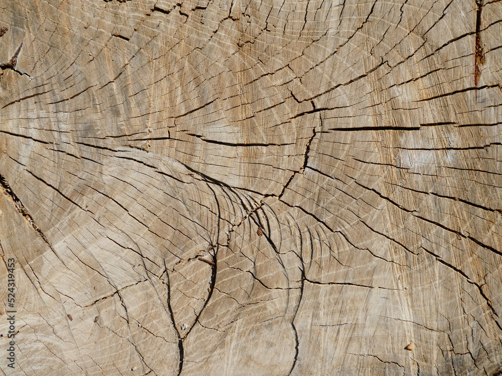 Fototapeta premium TEXTURA MADERA