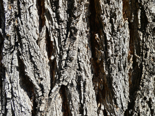 TEXTURA MADERA photo