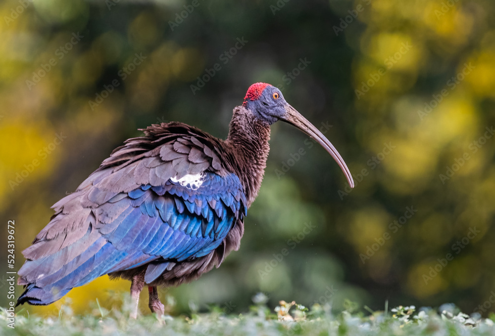 Fototapeta premium A Red Naped Ibis drying its feathers