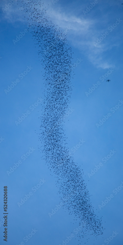 Bats flying out of a cave; bats flying out from deer cave in Mulu
