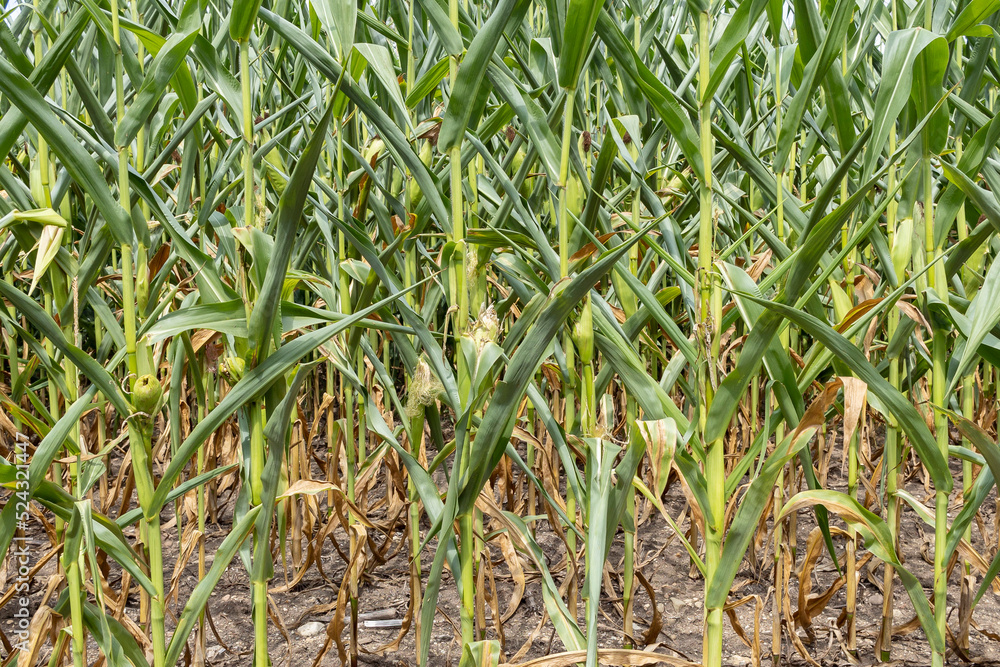 Corn in a field with the leaves curling and turning brown and the ears